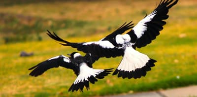 Scientists in Australia were Studying Birds and Fitted Them with Tracking Harnesses. A Group of Magpies Helped Each Other Take the Harnesses Off.