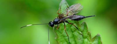 Le vespe parassitoidi iniettano le loro uova nei bruchi e si nutrono dei loro ospiti dall'interno