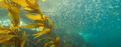 الطحالب مثل الكيلب ليست نباتات؛ تنتمي إلى مملكة البروتيستا. البروتيستات مجموعة من الكائنات حقيقية النواة لا تصنف كحيوانات أو نباتات أو فطريات.