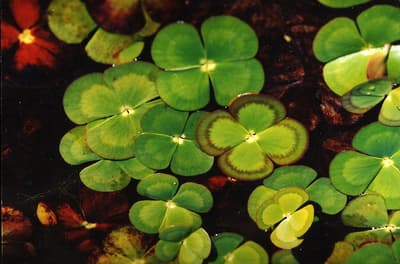 Het consumeren van de Australische watervaren genaamd "Nardoo" kan ervoor zorgen dat je verhongert als je het niet goed voorbereidt. De plant bevat enzymen die thiamine vernietigen. Hierdoor kan uw lichaam geen energie uit voedsel halen.