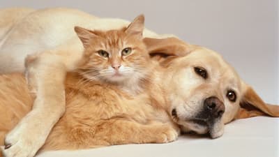 Les chiens et les chats peuvent stocker de nombreux souvenirs. Ils ont à la fois une mémoire à court terme et une mémoire à long terme, et possèdent une excellente mémoire à long terme.