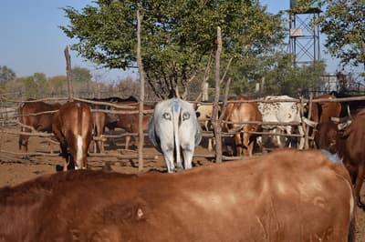 باحثون في بوتسوانا اكتشفوا أن طلاء عيون كبيرة على مؤخرة الأبقار يقلل عدد هجمات الأسود