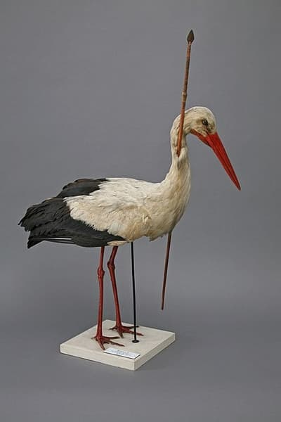 In 1822 a stork arrived in Germany with an arrow through its neck. The wood was from central Africa, over 3000 miles away. This convinced zoologists that birds migrated in the winter, and disproved other theories such as underwater hibernation, or transformation into other animals (like mice)
