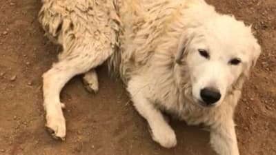 In 2017, a Dog Named Odin Refused to Leave a Flock of Goats Behind During the California Tubbs Fire When His Owners Fled to Safety. Days Later, the Owners Came Back to Find Odin and the Goats Alive.