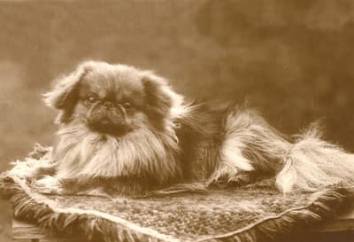 Während der Plünderung des chinesischen Kaiserpalastes am Ende des Zweiten Opiumkrieges brachten britische Soldaten einen Pekingese-Hund als Geschenk an Königin Victoria. Sie nannten es Looty.
