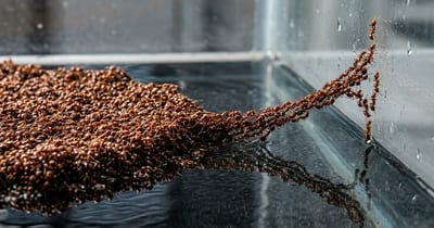 The Fire Ant Colony That Grew an Arm and Escaped Its Tank