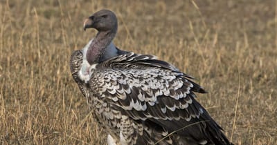 The Highest-Flying Bird Ever Recorded Was a Vulture