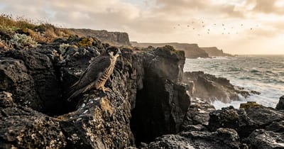 Some Falcons Store Live Birds in Rock Crevices for Later Meals