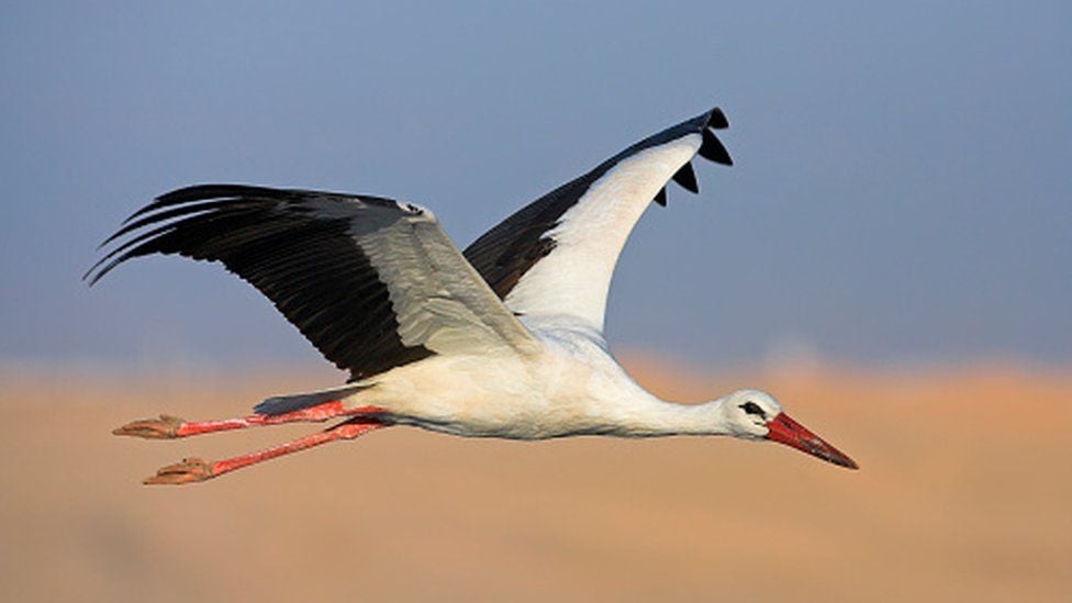 A Polish Environmental Charity Placed a GPS Tracker with a SIM Card on a White Stork to Follow Their Migratory Pattern. They Lost Track of the Stork and Received a Phone Bill for $2,700.