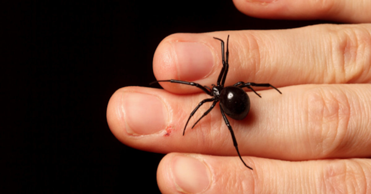 Male Black Widow Spiders Tend to Select Their Mates by Determining if the Female has Eaten Already. This is to Avoid Being Eaten Themselves.