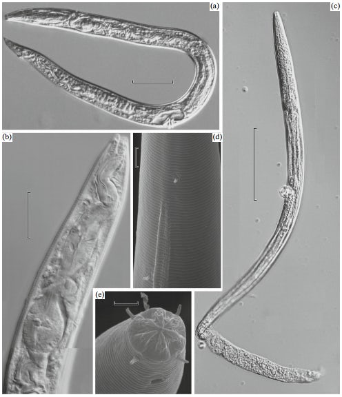 While scientists were analyzing prehistoric worms recovered from permafrost, two 40,000 year old nematodes 'revived' and began moving and eating, making them the oldest multi-cellular life alive on Earth.