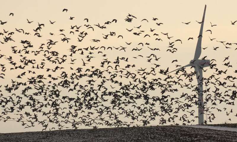 For every bird killed by a wind turbine, coal kills over 2,000