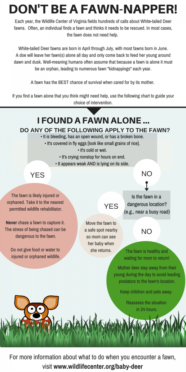 小鹿（幼鹿）常因母鹿觅食而被单独留下数小时，有时好心人误以为它被遗弃而“绑走”，其实它只是在等妈妈。