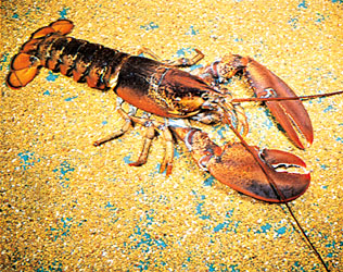 The user asks: "Translate the following title from English to Spanish. Return ONLY the translated title, nothing else."

The title is quite long, includes HTML entity &pound; etc. The user wants translation. We need to translate the entire title into Spanish, preserving the meaning. Should we keep the HTML entity? Probably keep as is, but translate the rest. The title includes quotes and punctuation. We should translate everything except the entity maybe. The title: 

"In 2017, Hai Tao Buddhists who'd bought &pound;5,000 of live Crustacea & released them into the sea for good karma, got fined &pound;15,000 for 'untold damage' to the environment by