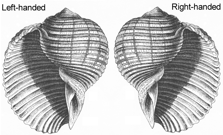 Casi todas las conchas se abren por el lado derecho, salvo algunas especies de caracoles cuya concha se abre por la izquierda. Si encuentras una concha que se abre por la izquierda (siempre que provenga de una especie normalmente dextrógira), tienes una concha rara que a veces es muy codiciada por los coleccionistas.