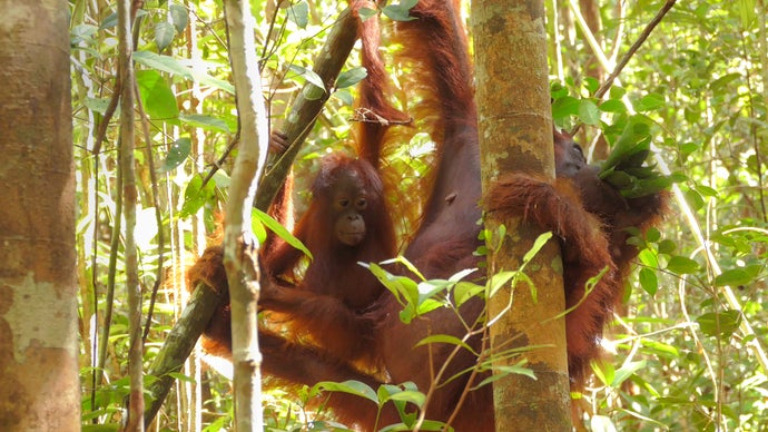 Wild orangutans use medicinal plants to sooth joint and muscle inflammation. The apes chew leaves of the Dracaena cantleyi plant to create a white lather, which they then rub onto their bodies. Local indigenous people also use the plant for the same purpose.