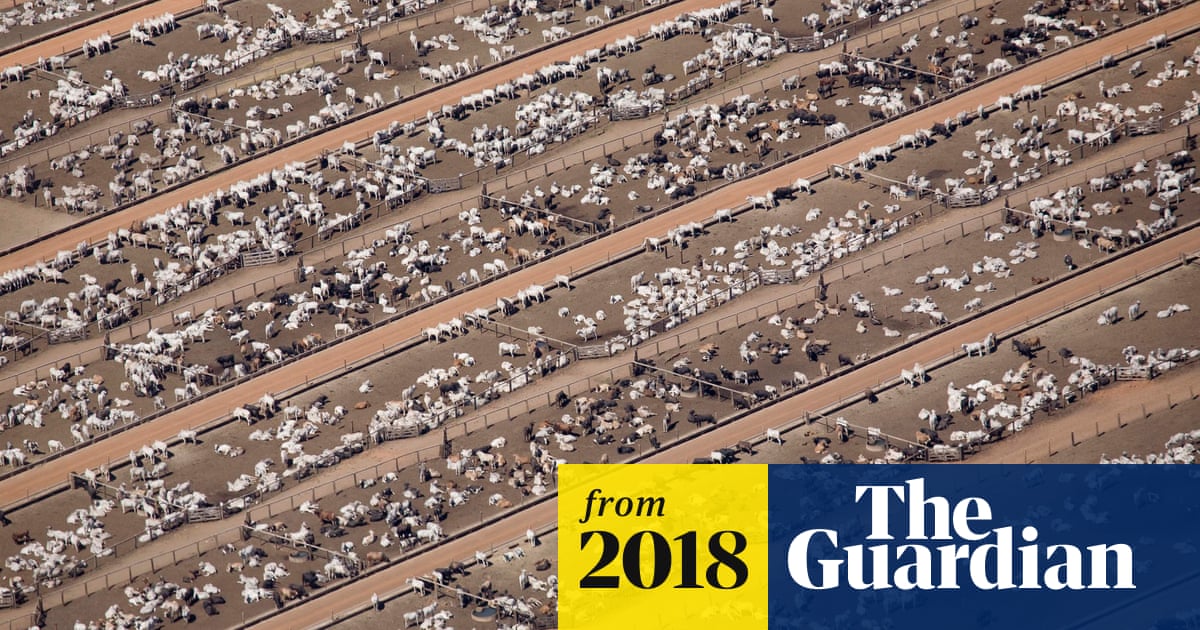 Plants make up 82% of the total biomass of Earth. Of all the mammals on Earth, 96% are livestock and humans, only 4% are wild mammals. Of all the birds on Earth, 70% are chicken and poultry, 30% are wild birds. The total biomass of the human race accounts for just 0.01% of all life on Earth.