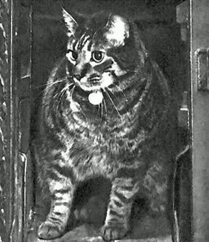 Meet Tibs the Great, who kept the British Post Office headquarters in London completely mouse-free during his 14 years of service, from 1950-1964. In 1952 there was "public outrage" that the Post Office cats had not had a pay rise since 1873, and the issue was later raised in the House of Commons.
