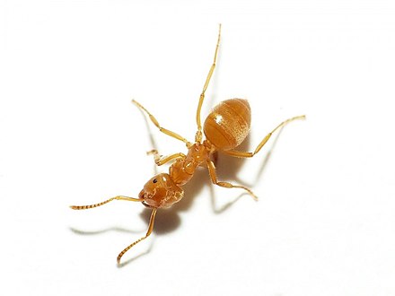 Some ant queens will find a queen with an established nest to kill and impersonate. To sneak into the nest they first find and kill a worker ant for its scent.