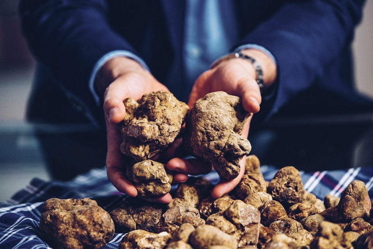 Why Are White Truffle Farmers Secretive About Their Business?