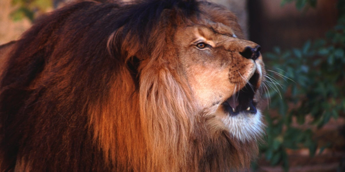 Can Lions Lose Their Manes?
