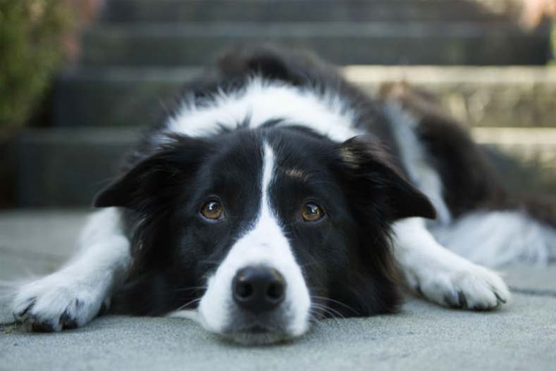 How Are Seizure Alert Dogs Trained?