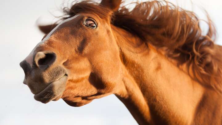 フィーギングとは何か？