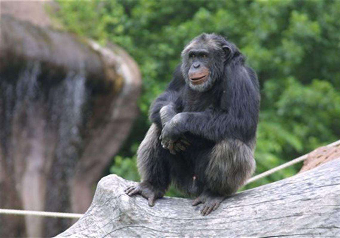 Did Santino the Chimpanzee Try to Attack Visitors at the Zoo?