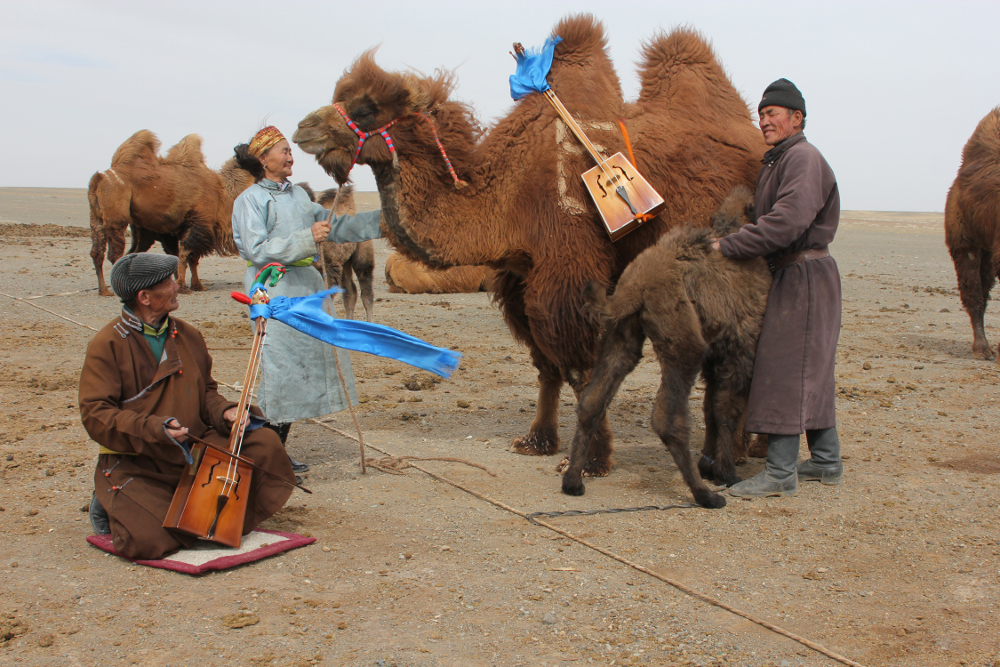 How Do Camel Herders Deal with Calves That Have Been Rejected?