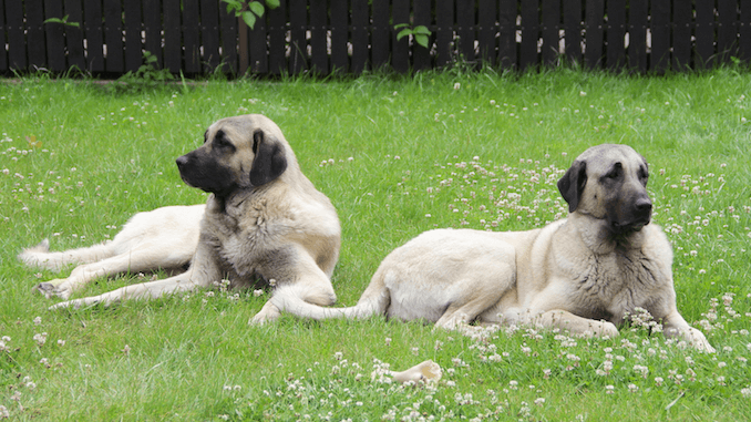Why Did A Conservation Fund Import Turkish Kangal Dogs to Nambia and Kenya?