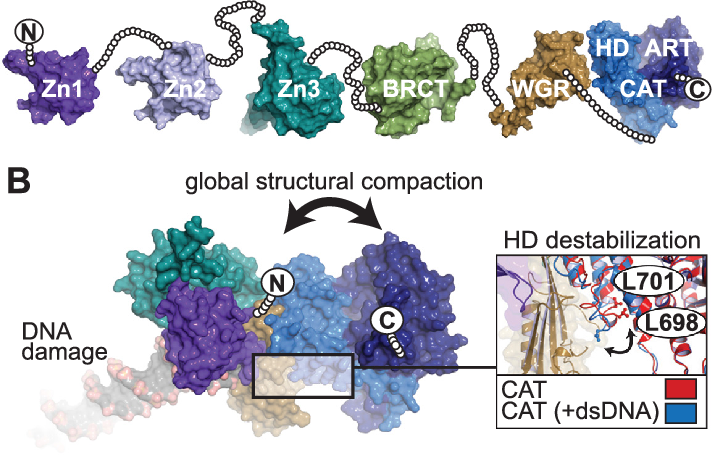 How Does the Protein PARP-1 Help Our Body?
