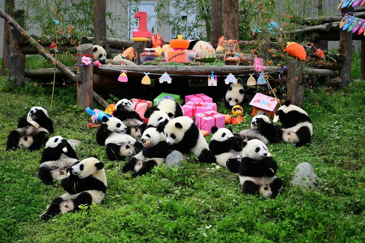 Wie funktioniert das Pandageschäft in China?