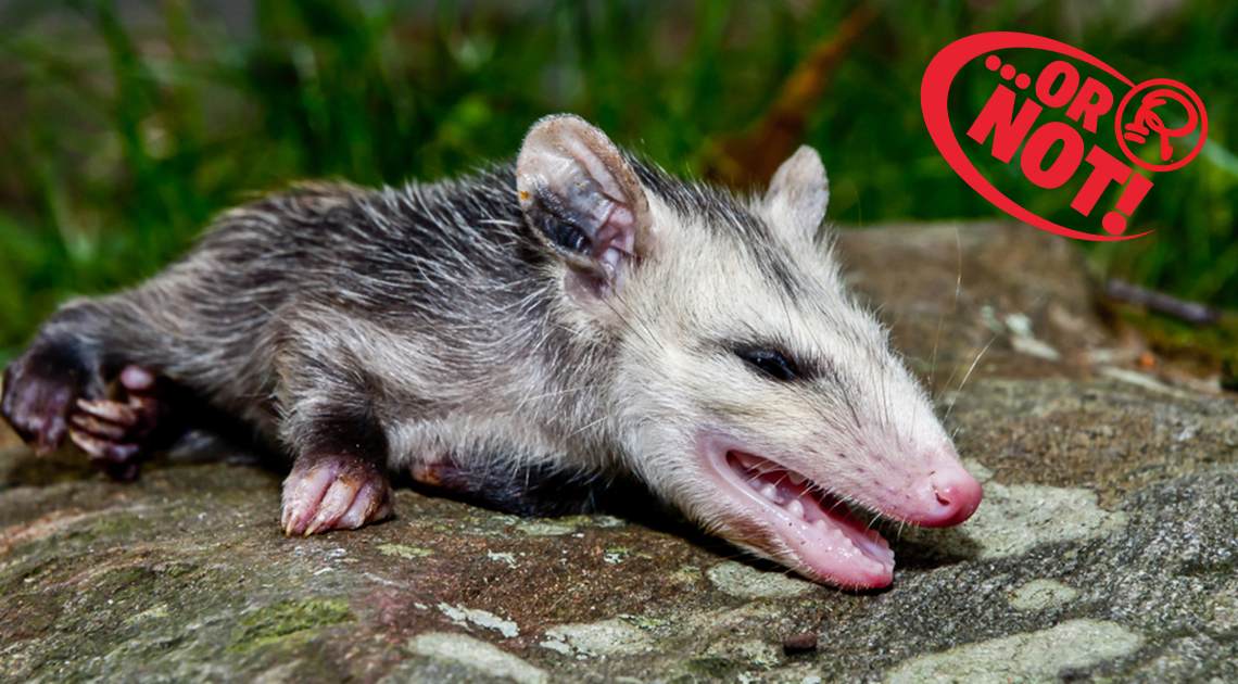 الابن آمال لا يتظاهر بالموت، بل يغمى عليه فعلاً بسبب خوفه من المفترسين