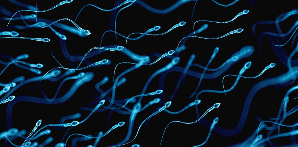 Testicles Make Millions of Sperm Each Day. There are About 1,500 Sperm Made Each Second.