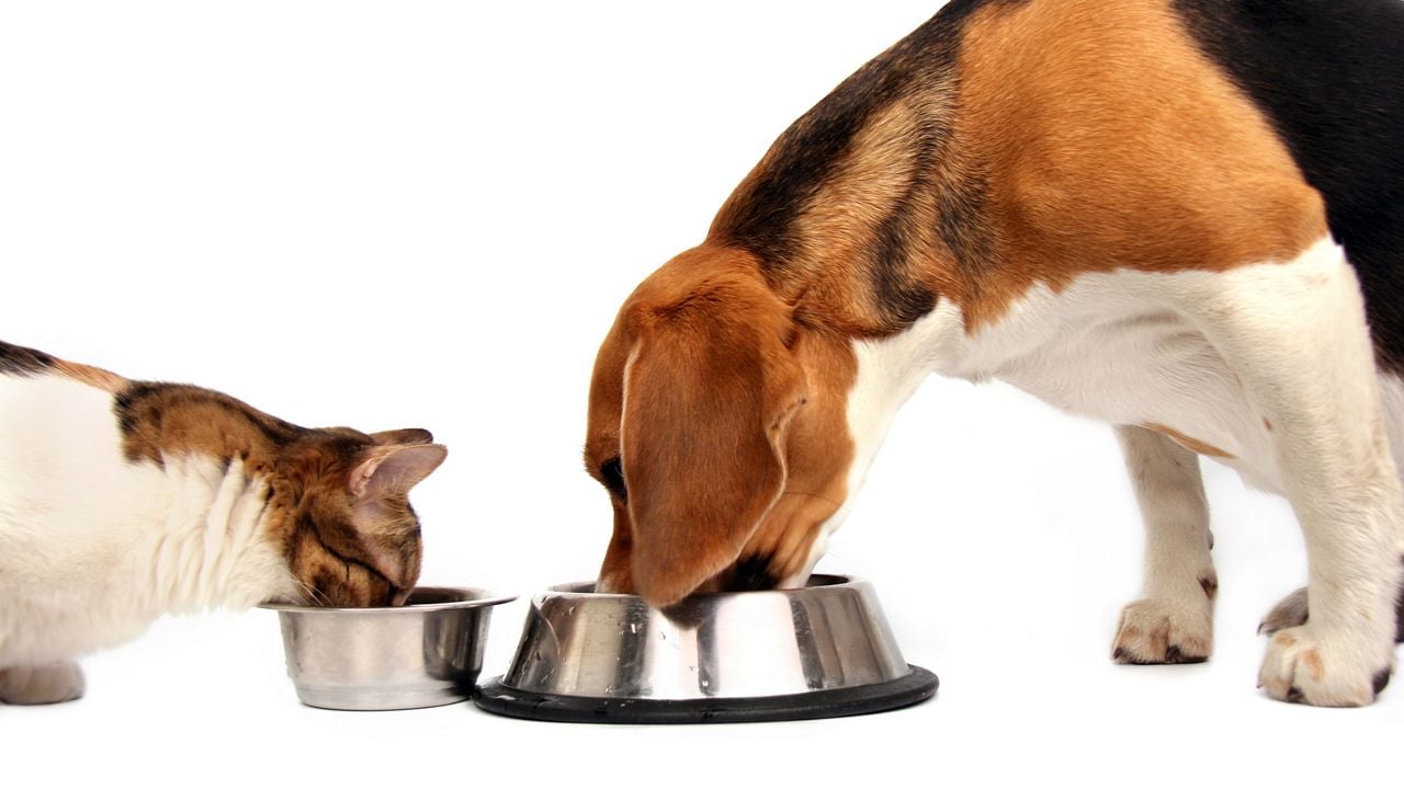 Dogs and Cats Have Special Taste Buds Geared Specifically for Water.