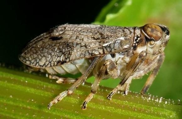 A Plant Hopper, Issus coleoptratus, is the First Species Found to Have Functional Biological Gears.