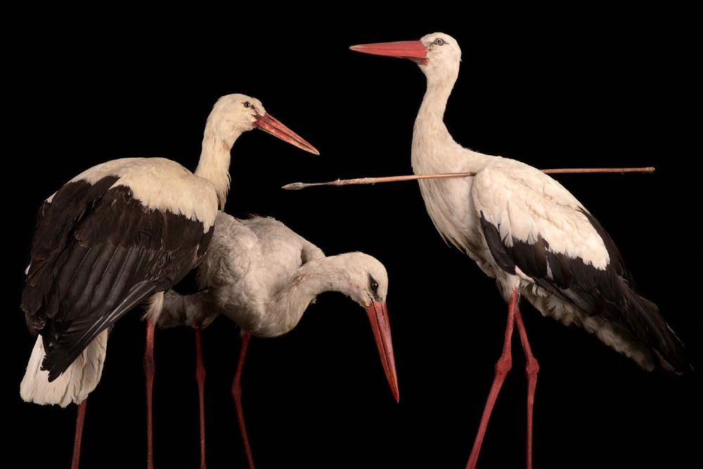 European Scientists Had Little Evidence That Birds Migrated During the Winter. It Was Not Until a Stork Returned with a Spear Made of African Wood Through its Neck That They Had Significant Proof of Long-Distance Migration.