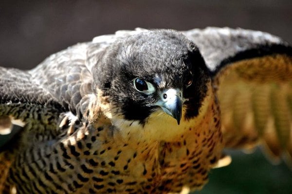The Peregrine Falcon was Save from Extinction When Scientists Invented the Copulation Hats to Mimic Female Mating and Collect Semen.
