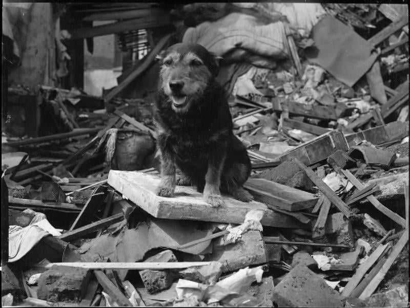 A World War II Search and Rescue Dog was Awarded the Dickin Medal for Bravery in 1945. He became the Service's First Search and Rescue Dog and is Credited with Saving the Lives of Over 100 People.