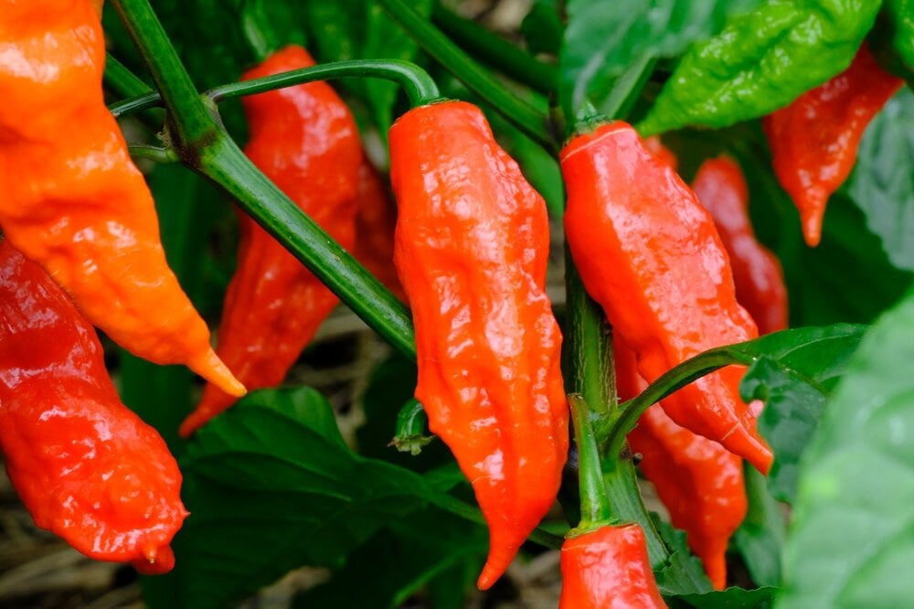In 2016, a Man Ate  Ghost Pepper in an Eating Contest and Drank 6 Glasses of Water to Cool Off. He Vomited So Much That He Tore a Hole in His Esophagus and was Rushed to the Hospital.