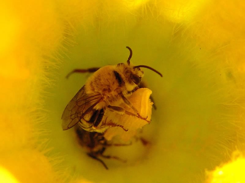 Squash Bees are Bee Species That Sleep Inside Pumpkin Flowers.
