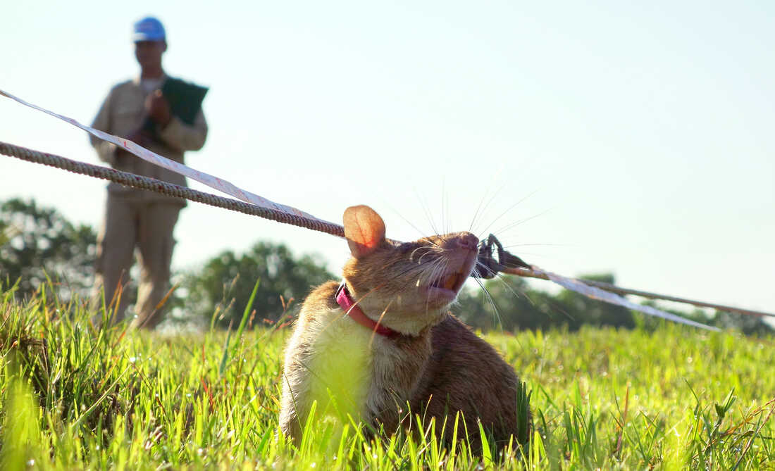 Humans Have Trained Rodents to Sniff Out Land Mines in Vietnam.