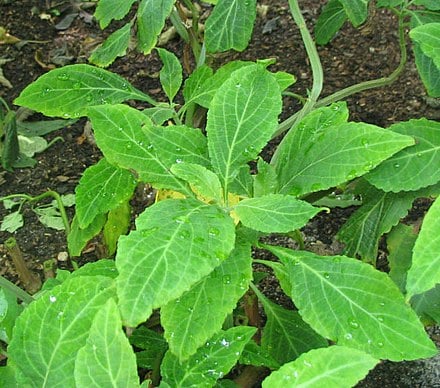 The Most Potent Naturally Occurring Hallucinogen? Meet Salvia Divinorum