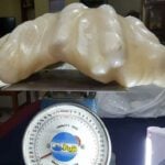 A Fisherman from the Philippines Found a Pearl Weighing 34 Kilograms. It is Estimated to be Worth $100 Million. The Fisherman was Unaware of its Value and Kept the Pearl Under His Bed for 10 Years.