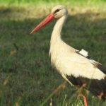 A Polish environmental charity put a SIM card in a GPS tracker to follow the migratory pattern of a white stork. They lost track of the stork and later received a phone bill for $2,700; someone in Sudan had taken the SIM from the tracker and made over 20 hours of calls.