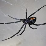 Male black-widow spiders tend to select their mates by determining if the female has eaten already to avoid being eaten themselves.