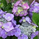 The Hydrangea flower color changes based on the pH in soil. Soil with a pH of 5.5 or lower will sprout blue hydrangeas, a ph of 6.5 or higher will produce pink hydrangeas, and soil in between 5.5 and 6.5 will have purple hydrangeas