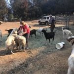 In 2017, a dog named Odin refused to leave his flock of goats behind during the California Tubbs Fire as his owners fled to safety. Days later, the owners came back to their property to find Odin survived and managed to keep all the goats alive.