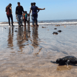 After "the world’s largest beach clean-up" at Mumbai's Versova beach, Olive Ridley turtles returned to lay eggs for the first time in 20 years.