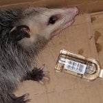 An opossum broke into a Florida liquor store and got drunk. A liquor store employee found the animal next to a broken and empty bottle of bourbon.It appeared disoriented, was excessively salivating and was pale. The staff gave it fluids and cared for her as she sobered up.